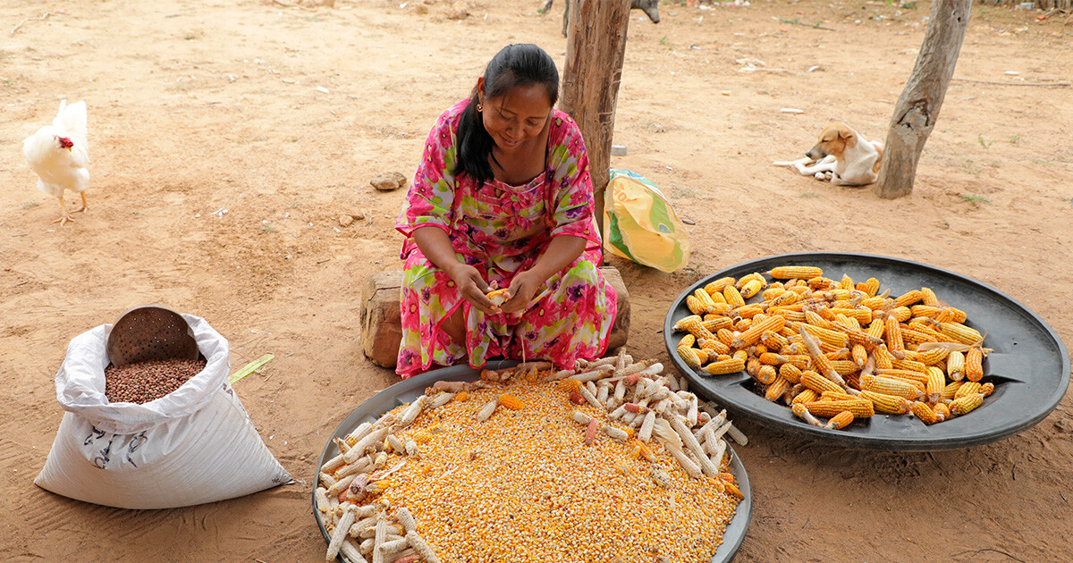 Alta Guajira Indígena productiva y sostenible