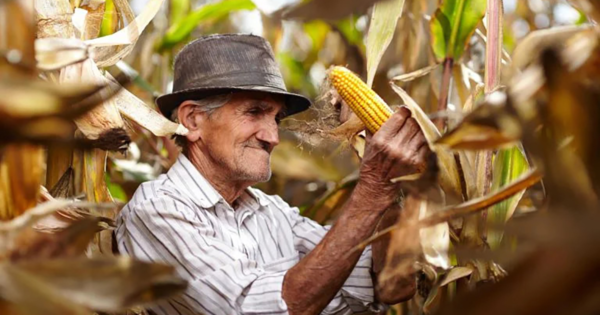 Adulto mayor trabajando en la agricultura sostenible